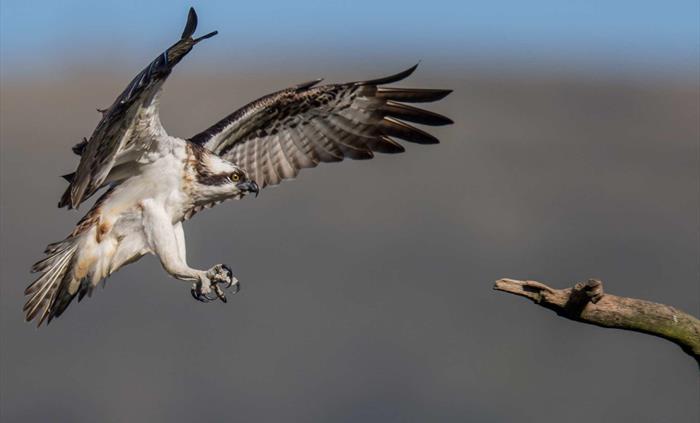 Image Credit: Dyfi Wildlife Centre